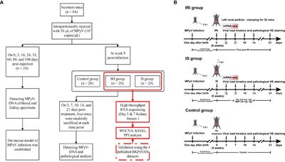 Ischemia–Reperfusion Injury and Immunosuppressants Promote Polyomavirus Replication Through Common Molecular Mechanisms